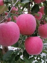 成都生態水果基地 新鮮直發，暢享健康生活